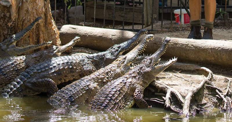 Mơ Thấy Cá Sấu Đánh Con Gì Để Bao Lượm Tiền? 6 Mơ thấy nhiều cá sấu
