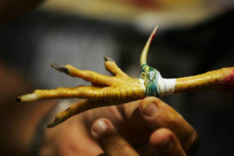 Cách Xả Cựa Cho Gà Đá Đúng Bài Bản Nhất 13 Cách Xả Cựa Cho Gà Đá Đúng Bài Bản Nhất