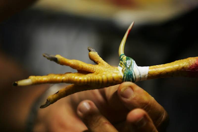 Cách Xả Cựa Cho Gà Đá Đúng Bài Bản Nhất 1 Cách Xả Cựa Cho Gà Đá Đúng Bài Bản Nhất