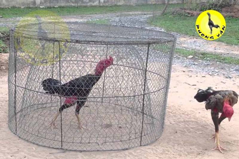 Cách Tăng Sức Mạnh Cho Gà Đá Chuẩn Nhất 3 Cách tập luyện nâng cao sức mạnh chân cho gà đá