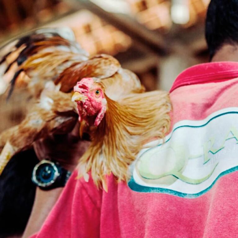 Chế Độ Dinh Dưỡng Cho Gà Đá - Giúp Gà Khoẻ Mạnh Nhất 14 Che Do Dinh Duong Cho Ga Da Giup Ga Khoe Manh Nhat