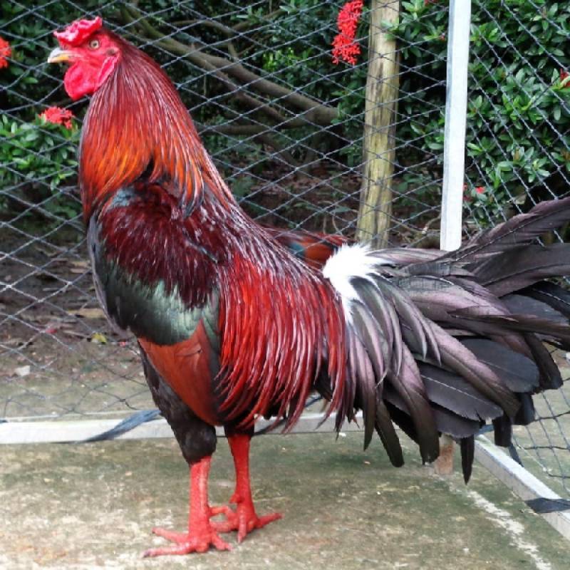 Kỹ Thuật Đá Gà Cựa Sắt - Tinh Hoa Trong Từng Cú Đá 4 Chiến lược nuôi dưỡng gà đá cựa sắt