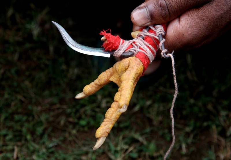 Cách Xả Cựa Cho Gà Đá Đúng Bài Bản Nhất 3 Chuẩn bị gì trước khi xả cựa cho gà đá