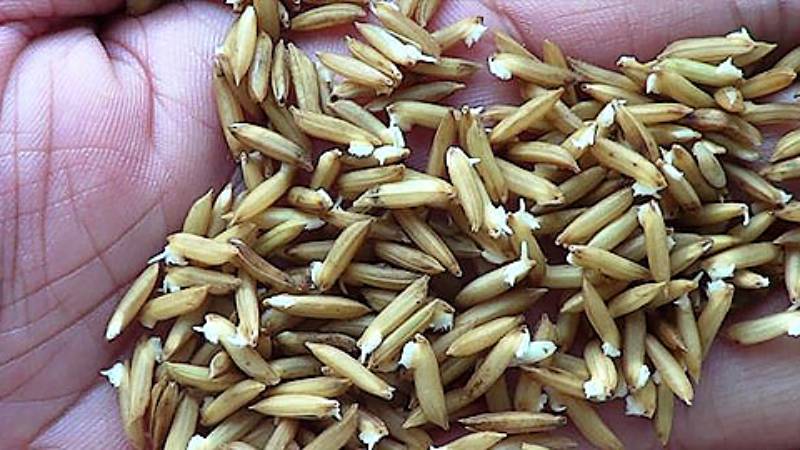 Kinh Nghiệm Nuôi Gà Đá Hiệu Quả Cho Dân Cá Cược 3 Dinh dưỡng cho gà đá khỏe và sung mãn