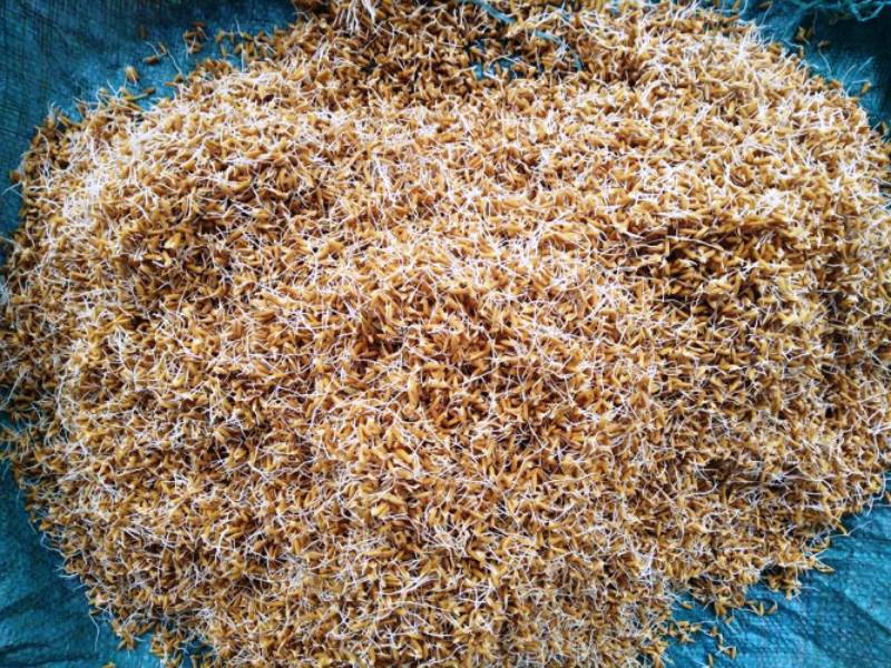 Cách Tăng Sức Mạnh Cho Gà Đá Chuẩn Nhất 2 Dinh dưỡng hợp lý giúp gà đá khỏe và bền lực