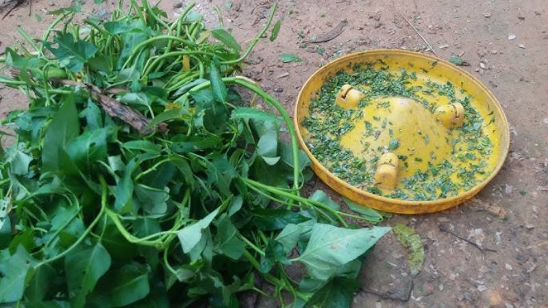 Cách Huấn Luyện Gà Đá Hiệu Quả Từ A Đến Z 2 Dinh dưỡng quyết định thể lực chiến kê