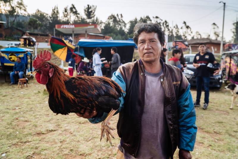 Cách Huấn Luyện Gà Đá Hiệu Quả Từ A Đến Z 5 Lưu ý khi huấn luyện luyện gà chọi cần nhớ