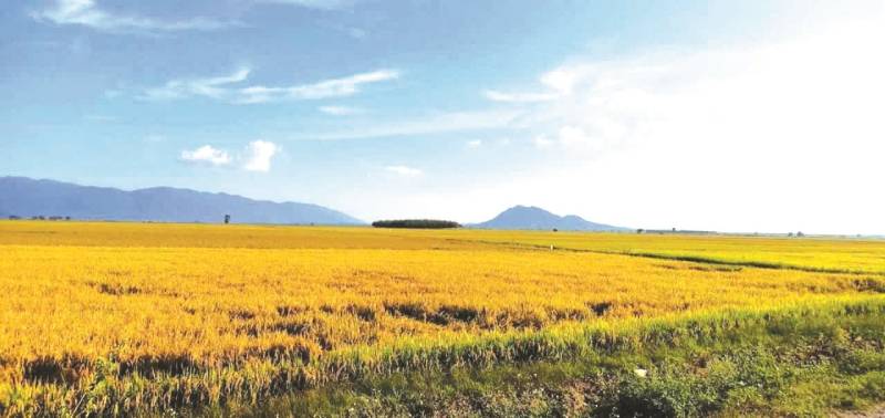 Mơ thấy cánh đồng đánh con gì?