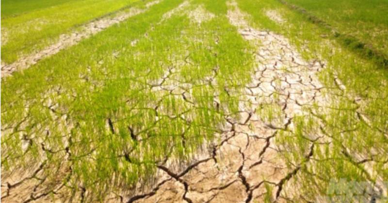 Mơ thấy cánh đồng khô cằn