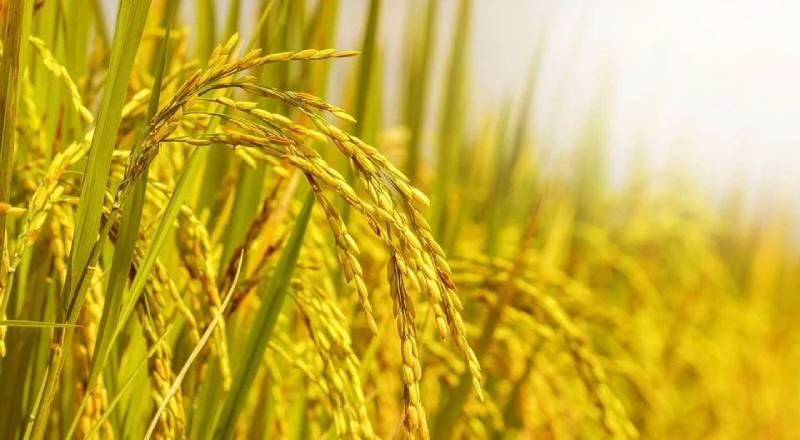 Mơ thấy lúa chín vàng