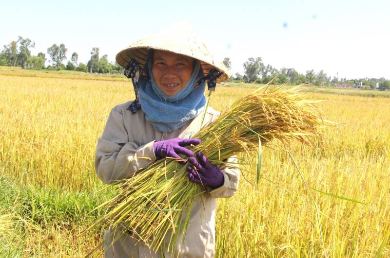 Mơ thấy mình đang gặt lúa