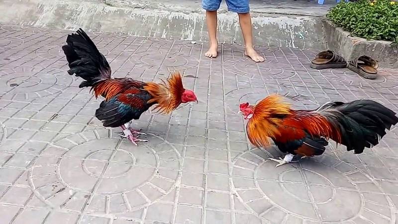 Kỹ Thuật Đá Gà Cựa Sắt - Tinh Hoa Trong Từng Cú Đá 3 Những yếu tố quyết định thắng thua khi đá gà cựa sắt