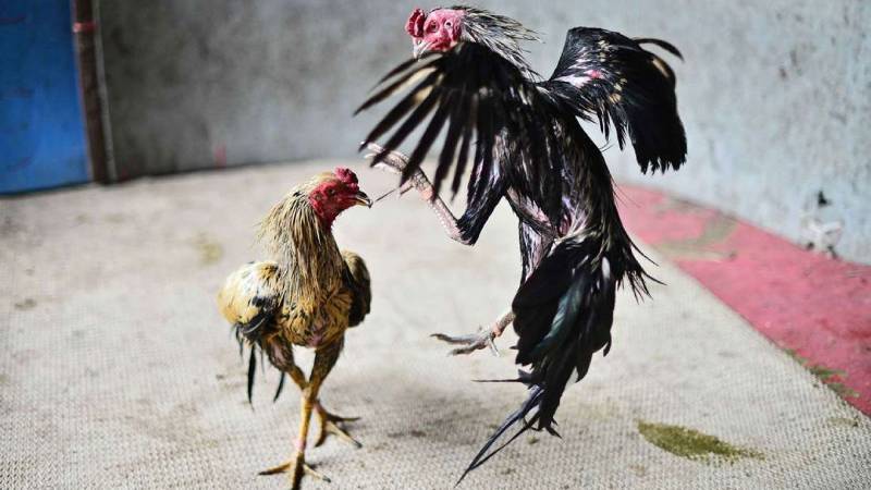 Kỹ Thuật Đá Gà Chống Đòn - Rèn Chiến Kê Lì Đòn 5 Tăng bản lĩnh và tâm lý trận mạc