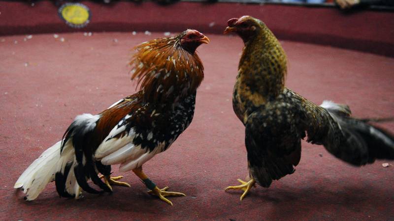 Kỹ Thuật Đá Gà Chống Đòn - Rèn Chiến Kê Lì Đòn 4 Tăng cơ bắp và sự dẻo dai