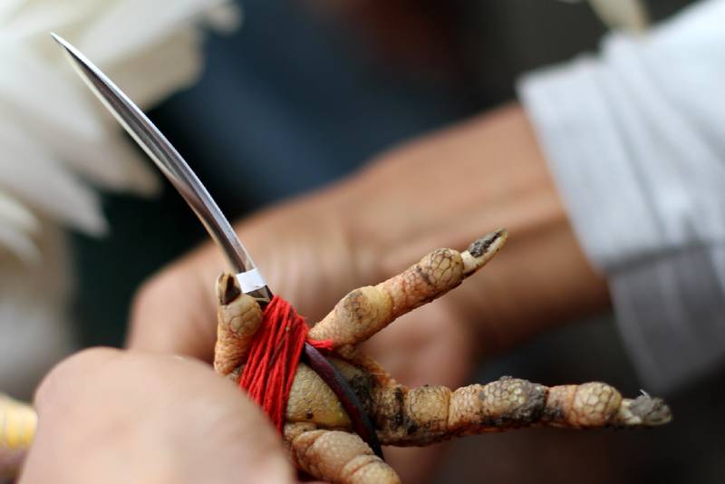 Cách Xả Cựa Cho Gà Đá Đúng Bài Bản Nhất 5 Vì sao xả cựa đúng kỹ thuật giúp gà đá dai sức hơn